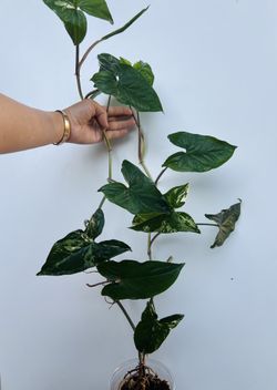 Syngonium Albo Variegated Plant