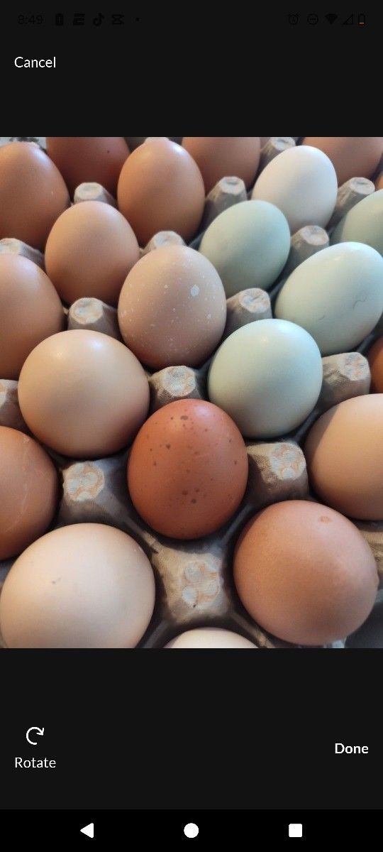 Farm Fresh Organic Eggs