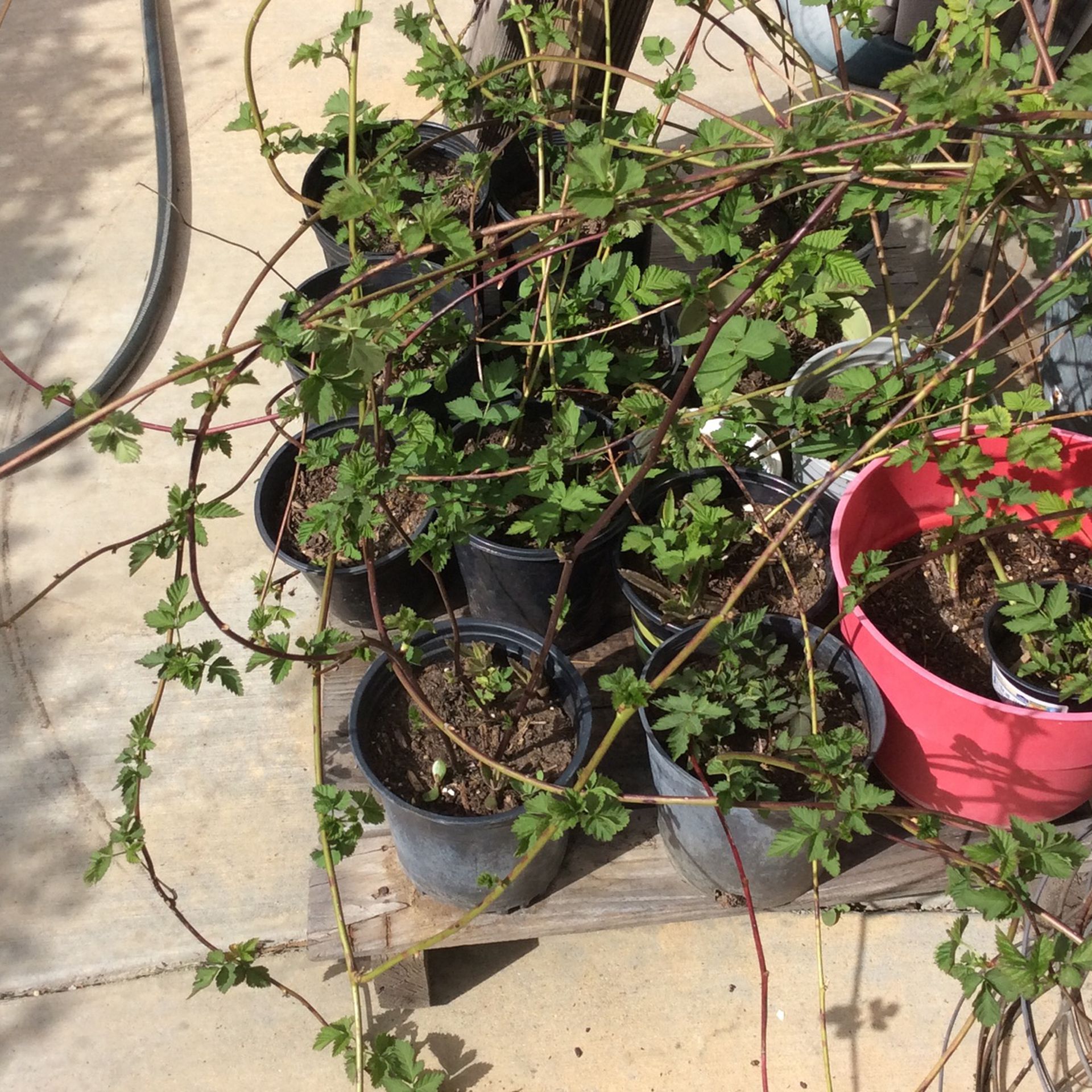 Boysenberry Plants In Pots