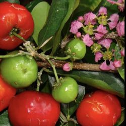 Barbados Cherry Tree