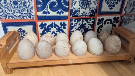 Fresh Duck Eggs - 1 Dozen