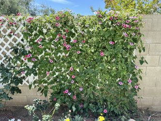 🌿 Black-Eyed Susan Vine (Established, In-Ground)