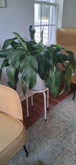 Gorgeous plant