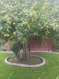 Bag Full Of Lemons $3
