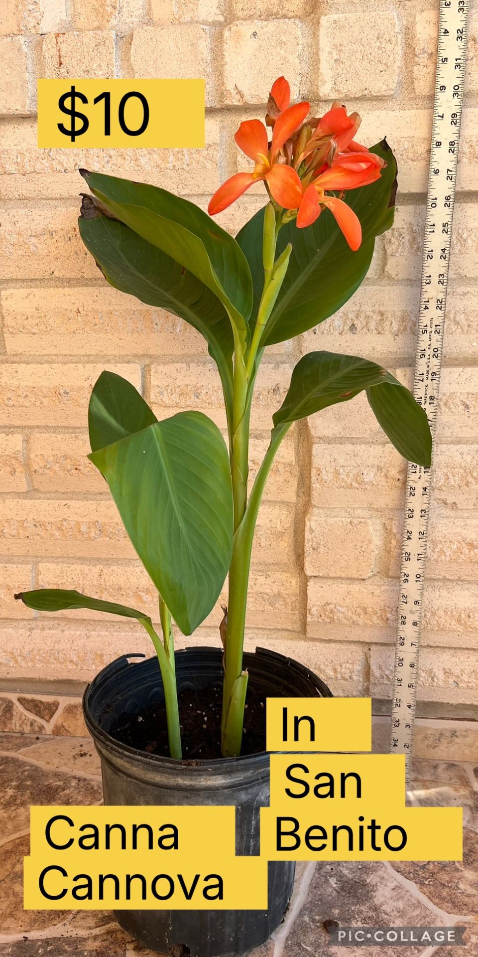 Cannova Plant For Sale $10