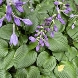 Baby Small Heart Shape Hosta (20)