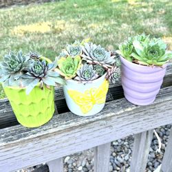 Succulents Plants 🪴 