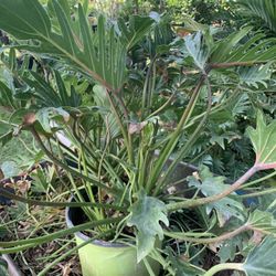 Philodendron Xanadu plant 