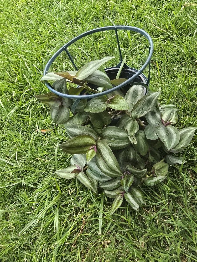Wandering Jew (Aka Tradescantia zebrina) and Aloe Starter Pot Combo