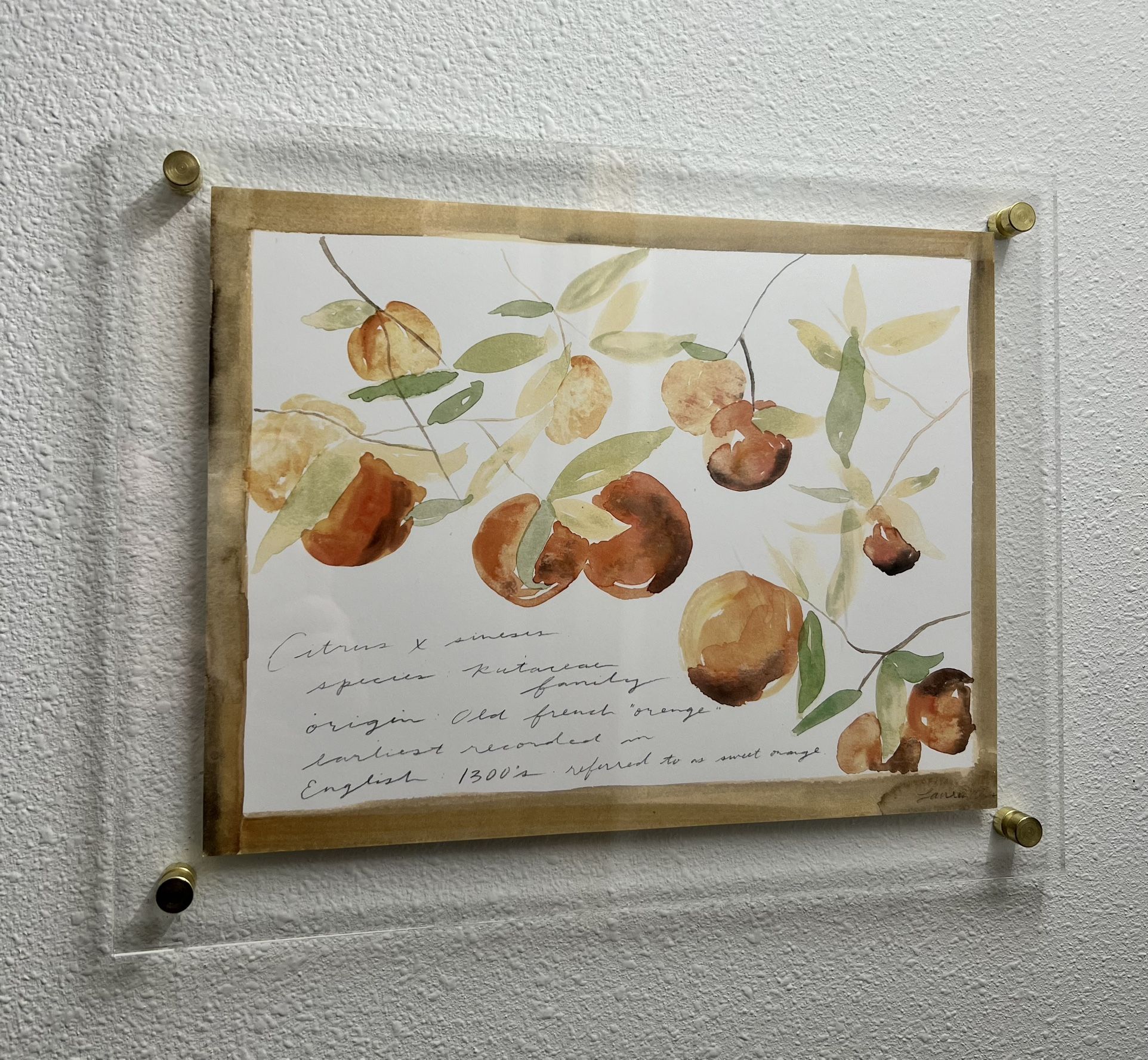 11x14 Framed Fruit Print