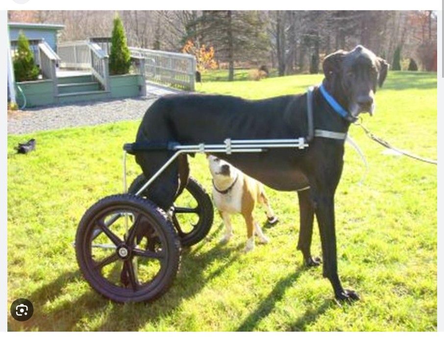 Custom Dog Wheelchair eddies wheels for tall german shepherd