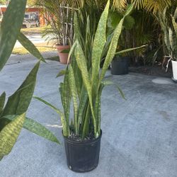 Snake Plant