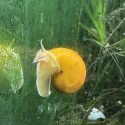 Golden Mystery Snails