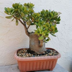 50yrs Old Bonsai jade plant collection Tree  very thick truck