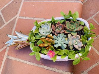 Pineapple ceramic pot succulent arrangement