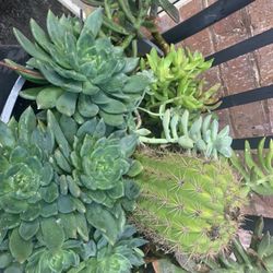 Pot With Many Different Succulent. 