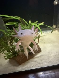 Plants For Axolotls