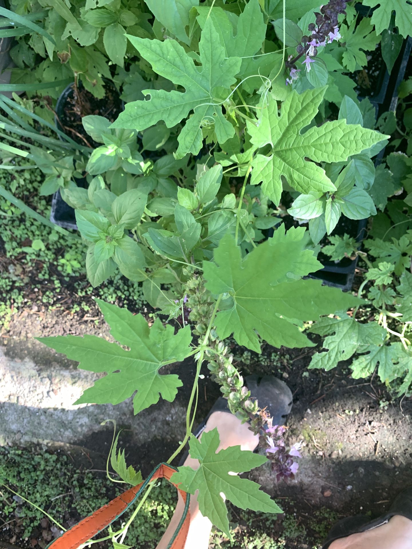 Bittet Melon Plant 4in Pot