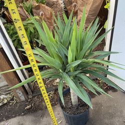 3ft yucca, 95820