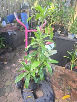 Dracaena 5FT $15.00