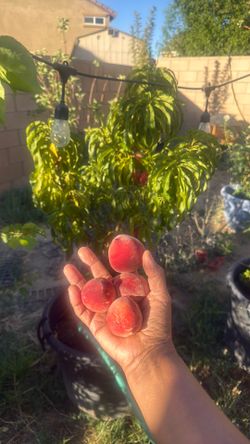 Peaches