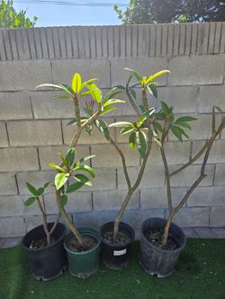 Red Plumerias