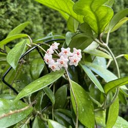 Beautiful Heavenly Scent Large Rare Exotic Hoya Plant 