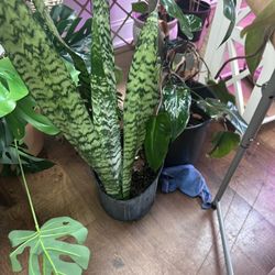 Snake Plant Live 