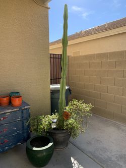 Large Cactus 🌵