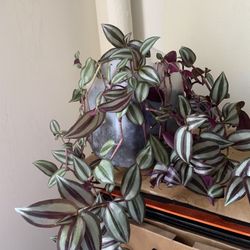 Purple Live Plant