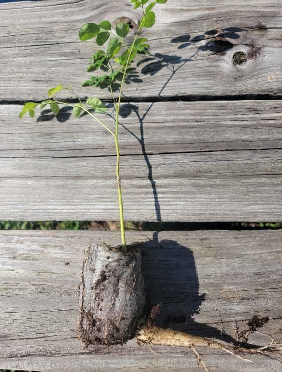 Moringa Seedling Malunggay Drumstick Tree