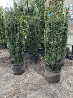 Ilex cremate ‘Sky Pencil’ 5’ Tall. (Sky Pencil Holly)