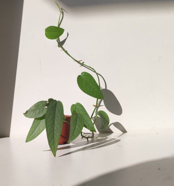 Lush Trailing Rare Cebu Blue Pothos Money Plant/ House Plant/ Indoor Plant Flower Patio