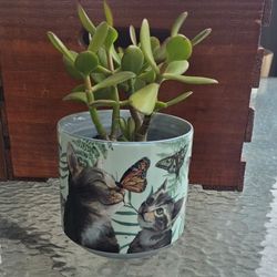 Succulent Jade plant in cute cat butterfly pot