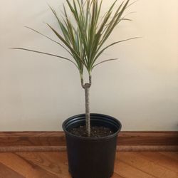 Dragon Tree with Pink Leaves