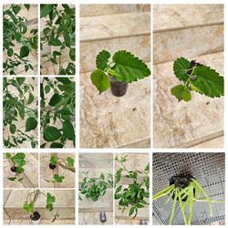 vegetable and fruit /flower plants - bundle or individual - see descitption