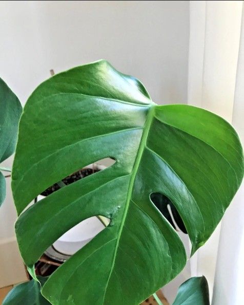 Monstera Clones Big Rooted And Ready To Plant