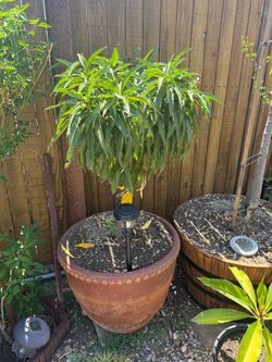Dwarf peach tree