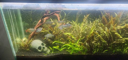 Aquarium plants 55gal