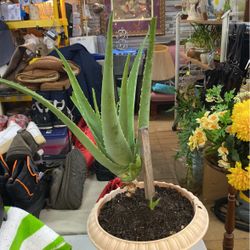 aloe vera plant