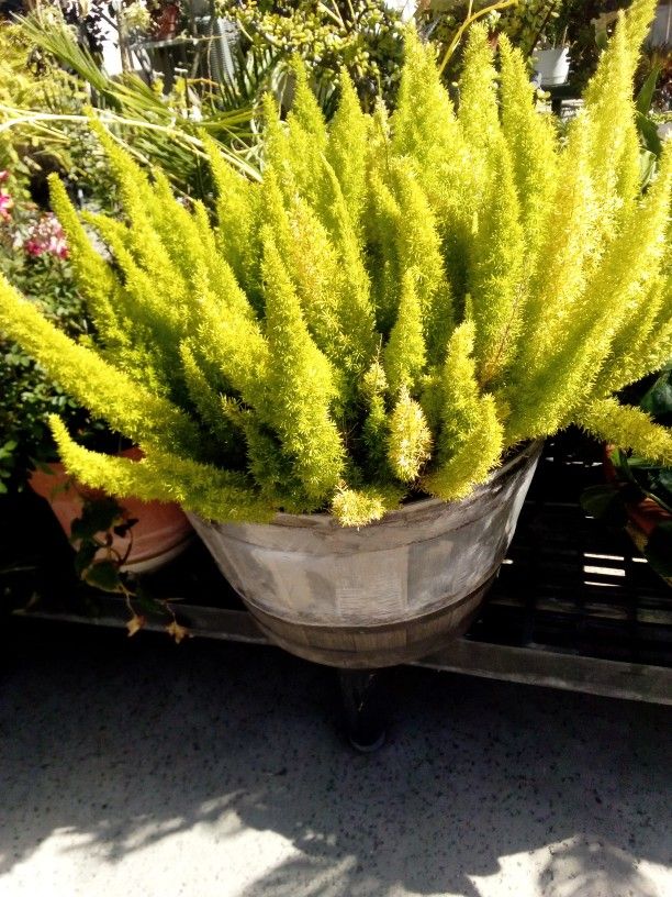 Large Fox Tail Fern Healthy In A Pot Half Barrel $40
