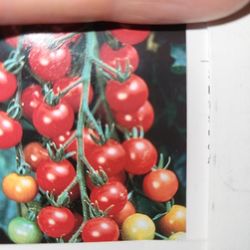 Tomato Plants; 6 Plants/Puyallup PACK