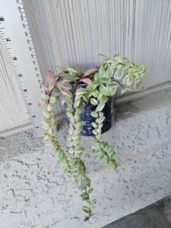 Bolero Bicolor Lipstick Plant