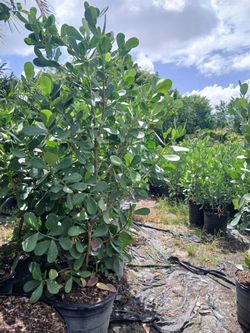 Clusia Hedges 6.5-7'ft $95