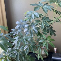 Umbrella Plant