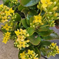 Kalanchoe Plant One Gallon 