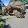 Speedy Tortoise