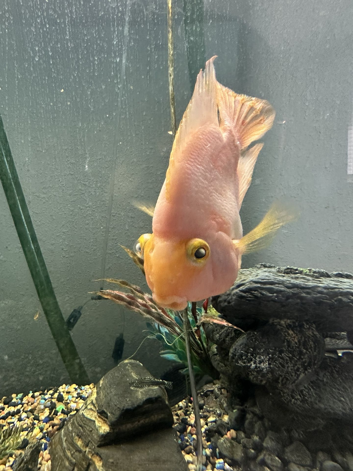 Fish Tank