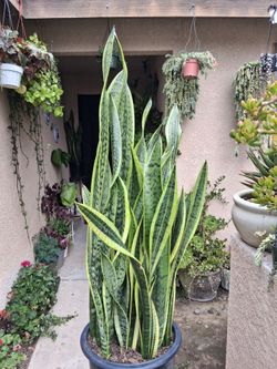 XLG Sensaveria Laurentii "Snake " Plant $65