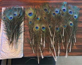 51 Peacock Feathers